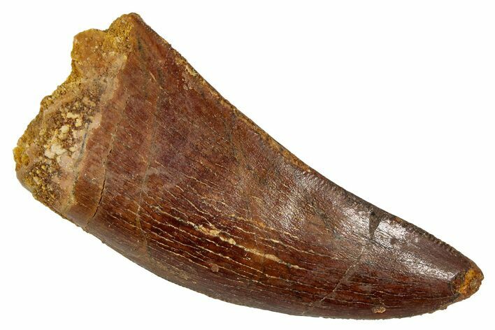 Serrated, Carcharodontosaurus Tooth - Real Dinosaur Tooth #341286